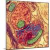 Synapse Nerve Junction, TEM-Thomas Deerinck-Mounted Premium Photographic Print