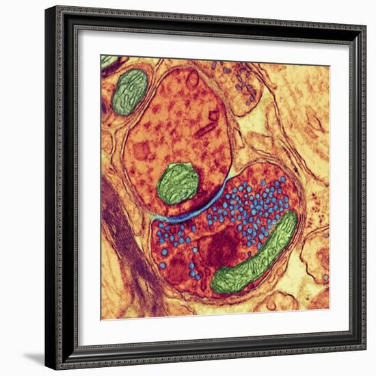 Synapse Nerve Junction, TEM-Thomas Deerinck-Framed Premium Photographic Print