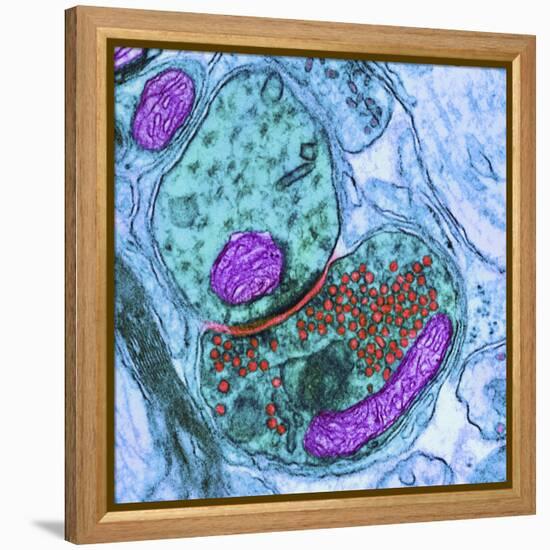 Synapse Nerve Junction, TEM-Thomas Deerinck-Framed Premier Image Canvas