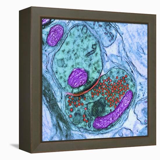 Synapse Nerve Junction, TEM-Thomas Deerinck-Framed Premier Image Canvas