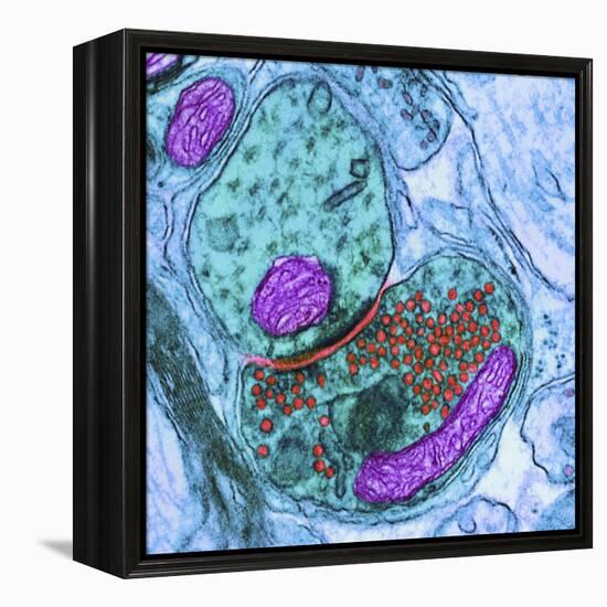 Synapse Nerve Junction, TEM-Thomas Deerinck-Framed Premier Image Canvas