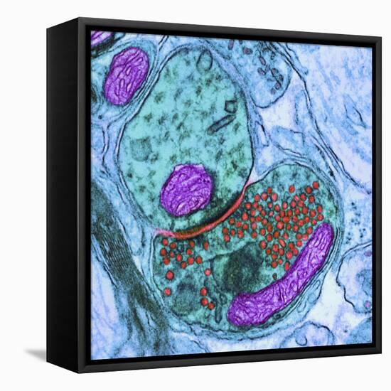 Synapse Nerve Junction, TEM-Thomas Deerinck-Framed Premier Image Canvas