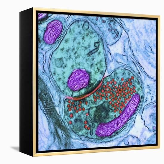 Synapse Nerve Junction, TEM-Thomas Deerinck-Framed Premier Image Canvas