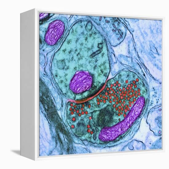 Synapse Nerve Junction, TEM-Thomas Deerinck-Framed Premier Image Canvas