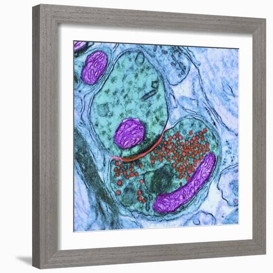 Synapse Nerve Junction, TEM-Thomas Deerinck-Framed Premium Photographic Print