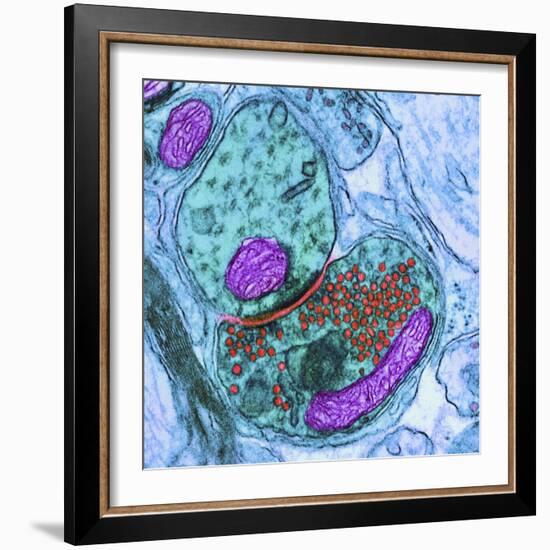 Synapse Nerve Junction, TEM-Thomas Deerinck-Framed Premium Photographic Print