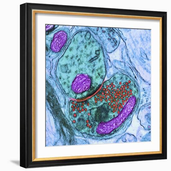 Synapse Nerve Junction, TEM-Thomas Deerinck-Framed Premium Photographic Print