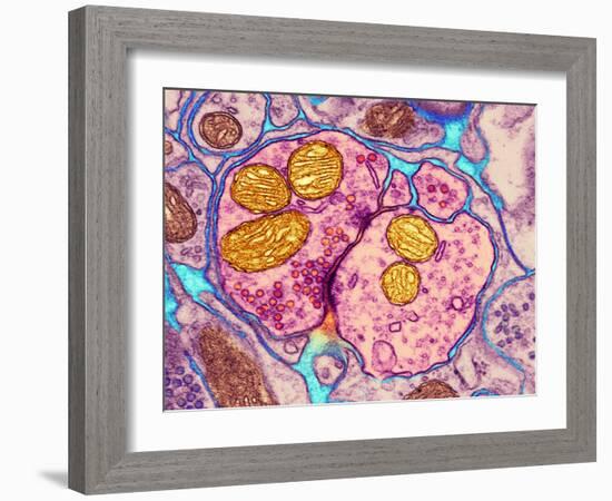 Synapse Nerve Junction, TEM-Thomas Deerinck-Framed Photographic Print