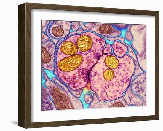 Synapse Nerve Junction, TEM-Thomas Deerinck-Framed Photographic Print