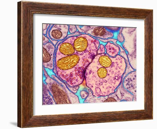 Synapse Nerve Junction, TEM-Thomas Deerinck-Framed Photographic Print