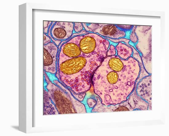 Synapse Nerve Junction, TEM-Thomas Deerinck-Framed Photographic Print