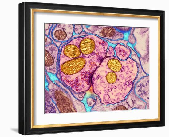 Synapse Nerve Junction, TEM-Thomas Deerinck-Framed Photographic Print