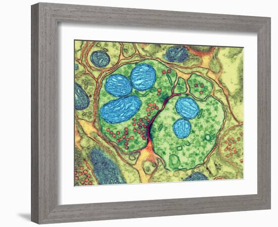 Synapse Nerve Junction, TEM-Thomas Deerinck-Framed Photographic Print