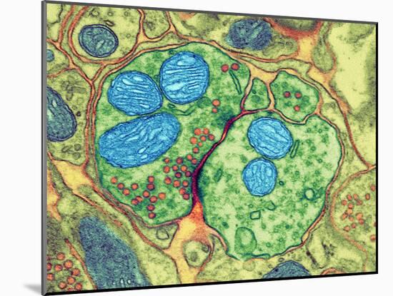 Synapse Nerve Junction, TEM-Thomas Deerinck-Mounted Photographic Print