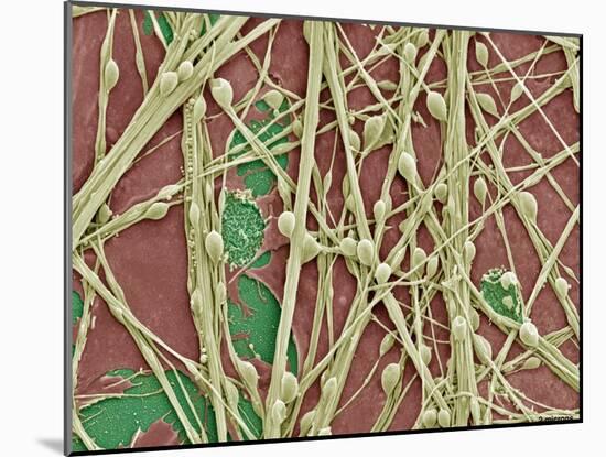 Synapse Nerve Junctions, SEM-Thomas Deerinck-Mounted Photographic Print