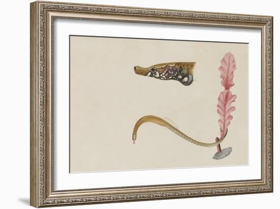 Syngnathus Lumbriciformis: Pipefish-Philip Henry Gosse-Framed Giclee Print