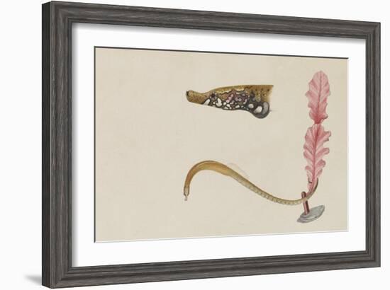 Syngnathus Lumbriciformis: Pipefish-Philip Henry Gosse-Framed Giclee Print