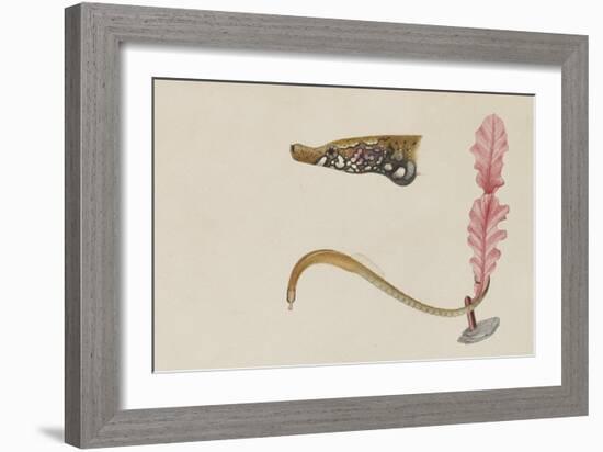 Syngnathus Lumbriciformis: Pipefish-Philip Henry Gosse-Framed Giclee Print