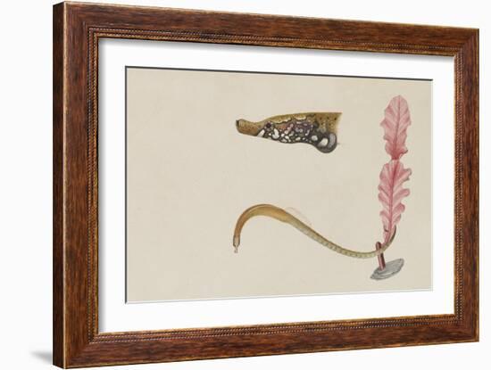 Syngnathus Lumbriciformis: Pipefish-Philip Henry Gosse-Framed Giclee Print