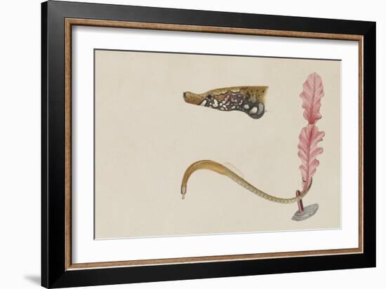 Syngnathus Lumbriciformis: Pipefish-Philip Henry Gosse-Framed Giclee Print