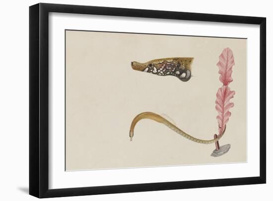 Syngnathus Lumbriciformis: Pipefish-Philip Henry Gosse-Framed Giclee Print