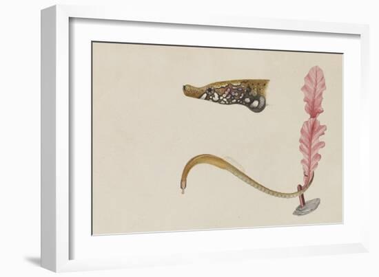 Syngnathus Lumbriciformis: Pipefish-Philip Henry Gosse-Framed Giclee Print