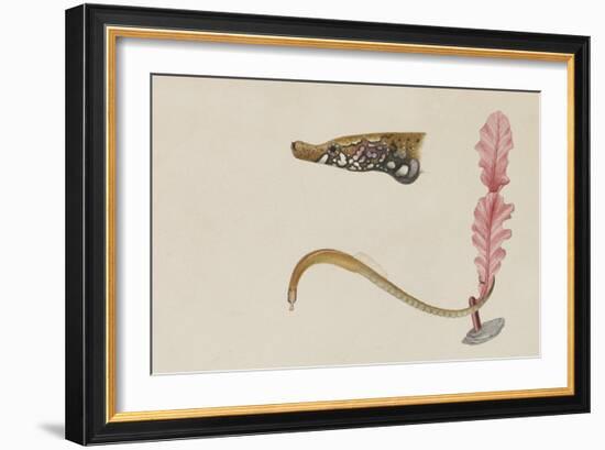 Syngnathus Lumbriciformis: Pipefish-Philip Henry Gosse-Framed Giclee Print