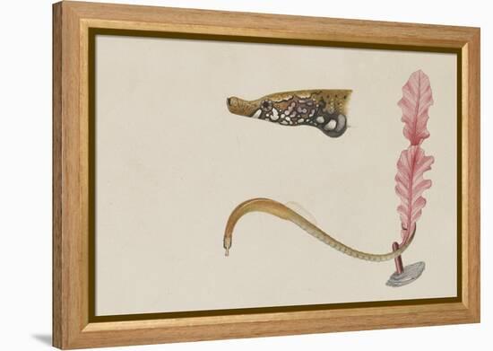 Syngnathus Lumbriciformis: Pipefish-Philip Henry Gosse-Framed Premier Image Canvas