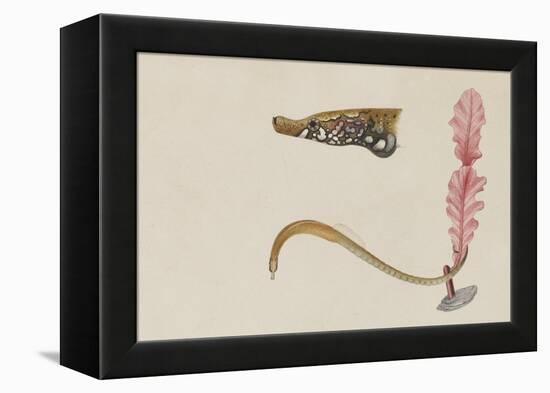 Syngnathus Lumbriciformis: Pipefish-Philip Henry Gosse-Framed Premier Image Canvas