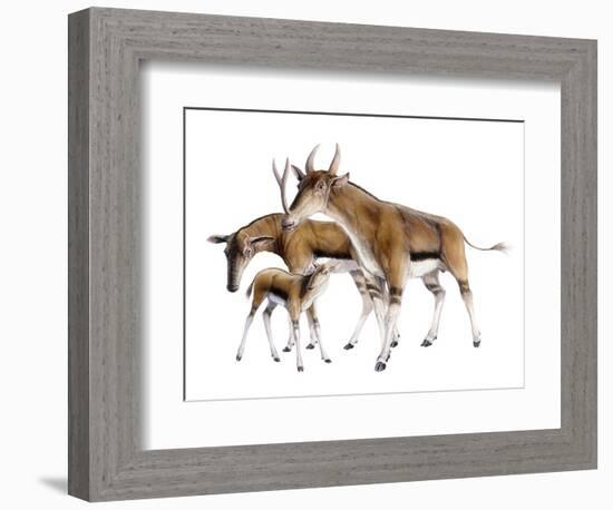 Synthetoceras-null-Framed Photographic Print