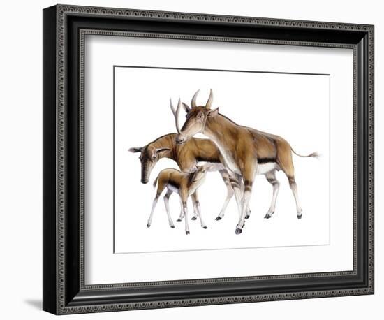 Synthetoceras-null-Framed Photographic Print