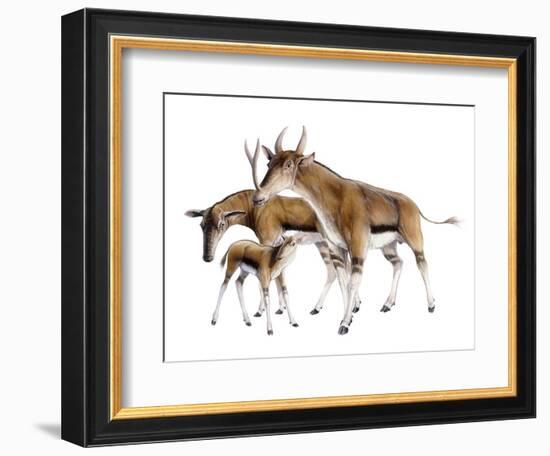 Synthetoceras-null-Framed Photographic Print