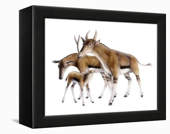 Synthetoceras-null-Framed Premier Image Canvas