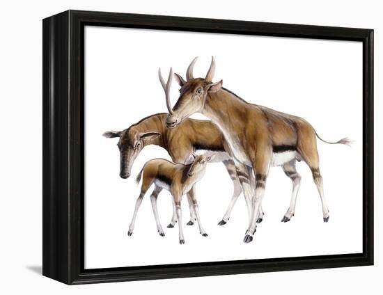 Synthetoceras-null-Framed Premier Image Canvas