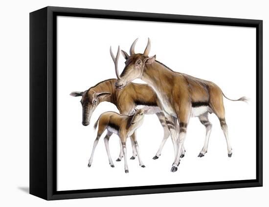 Synthetoceras-null-Framed Premier Image Canvas