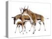Stretched Canvas Print