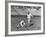 Syracuse Football Player Chuck Zimmerman Holding the Ball to Be Kicked by Teammate Jim Brown-Peter Stackpole-Framed Premium Photographic Print