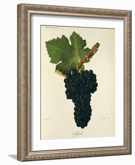 Syrah Grape-J. Troncy-Framed Giclee Print