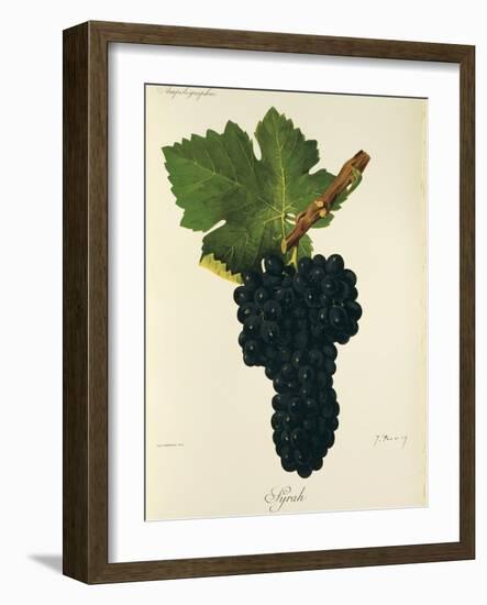 Syrah Grape-J. Troncy-Framed Giclee Print