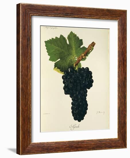 Syrah Grape-J. Troncy-Framed Giclee Print