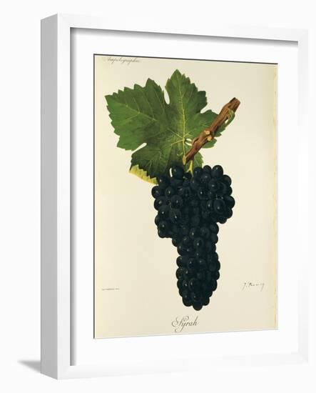 Syrah Grape-J. Troncy-Framed Giclee Print