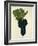 Syrah Grape-J. Troncy-Framed Giclee Print