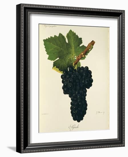 Syrah Grape-J. Troncy-Framed Giclee Print