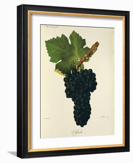 Syrah Grape-J. Troncy-Framed Giclee Print