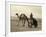 Syria: Camel Race, C1938-John D. Whiting-Framed Photographic Print