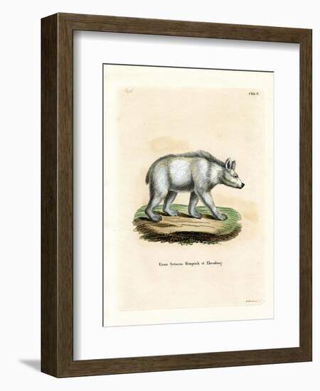 Syrian Brown Bear-null-Framed Giclee Print