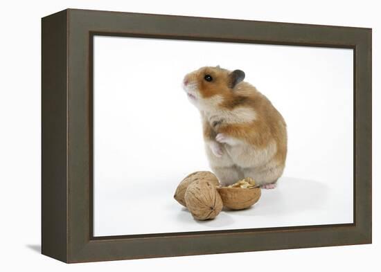 Syrian Hamster with Walnuts-null-Framed Premier Image Canvas