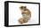 Syrian Hamster with Walnuts-null-Framed Premier Image Canvas