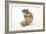 Syrian Hamster with Walnuts-null-Framed Photographic Print