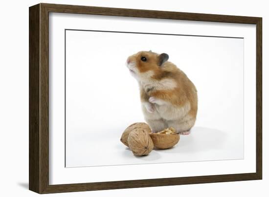 Syrian Hamster with Walnuts-null-Framed Photographic Print